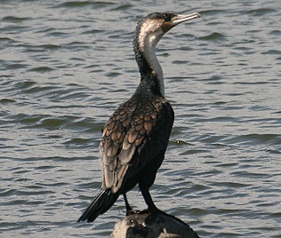 Grosser Kormoran, Phalacrocorax carbo lucidus